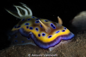 Goniobranchus kuniei_ January 2025
(CanonEF100,1/200,f16... by Antonio Venturelli 